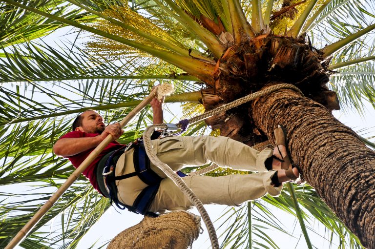 Foto de un palmerero subiendo a la palmera con el vestuario y herramientas tradicionales 