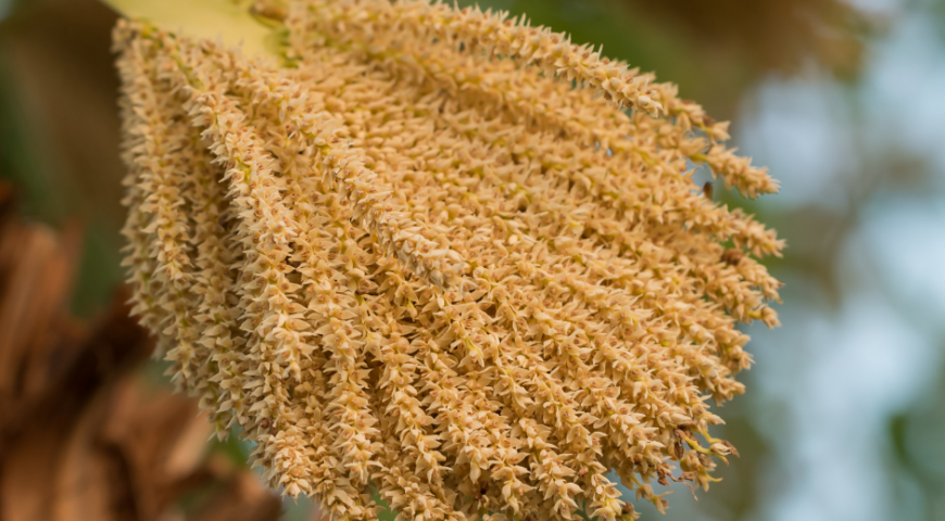 Flores de las palmeras