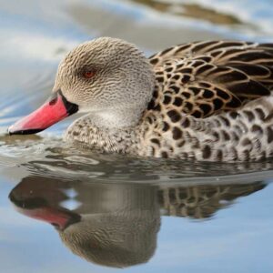 Un paraíso para las aves