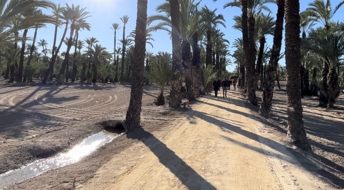 Hort de Pontos Palmeral de Elche (2)