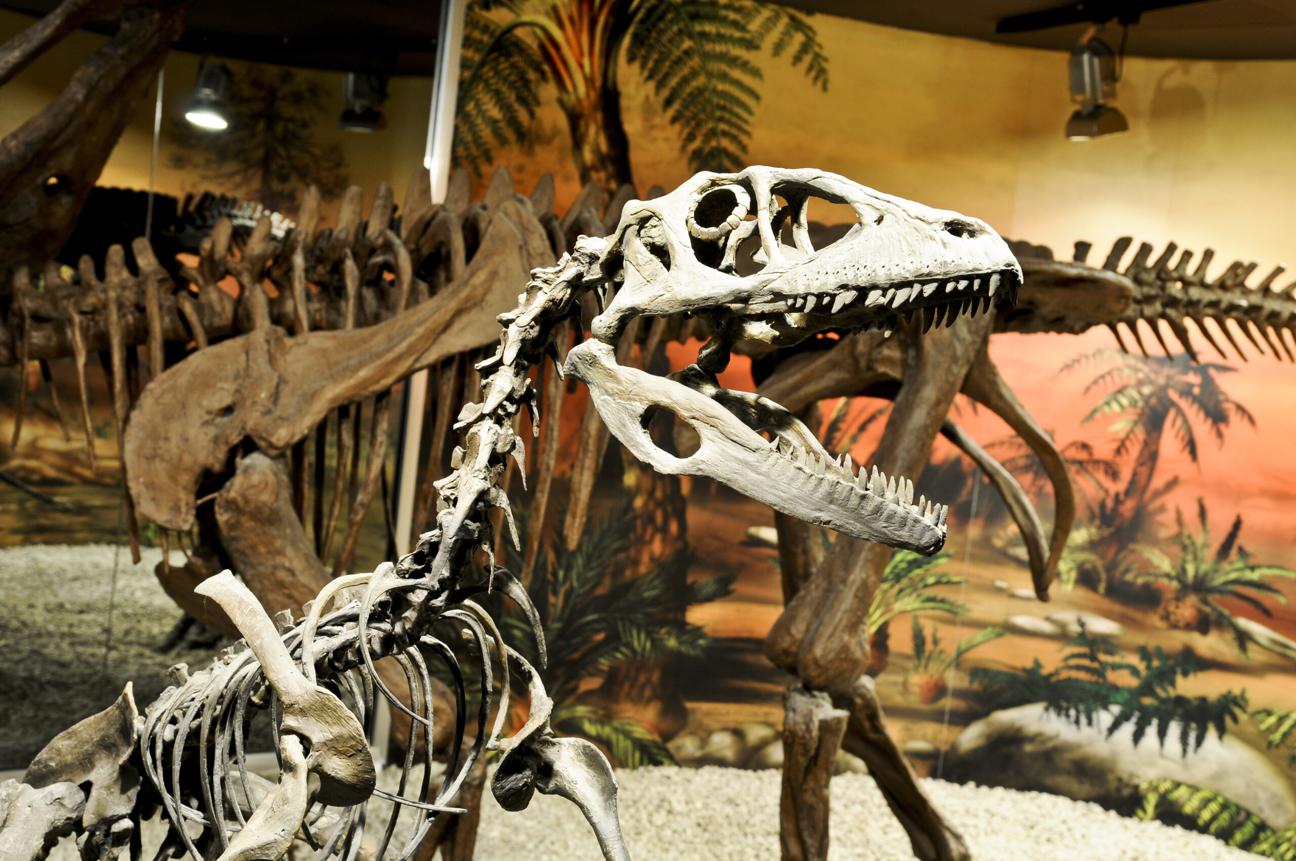 Foto Museo Paleontológico Elche