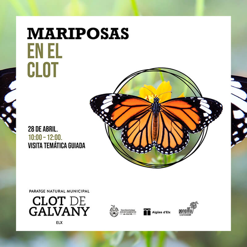 Visita temática guiada: Mariposas en el Clot de Galvany