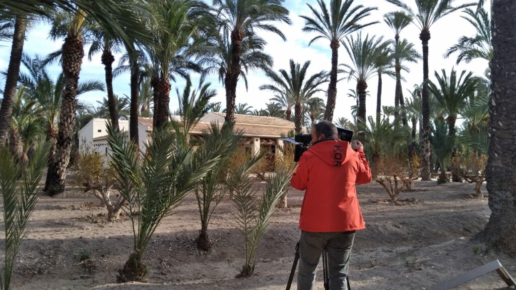 Elche acoge dos rodajes de proyección internacional sobre la artesanía de la Palma Blanca y el Palmeral