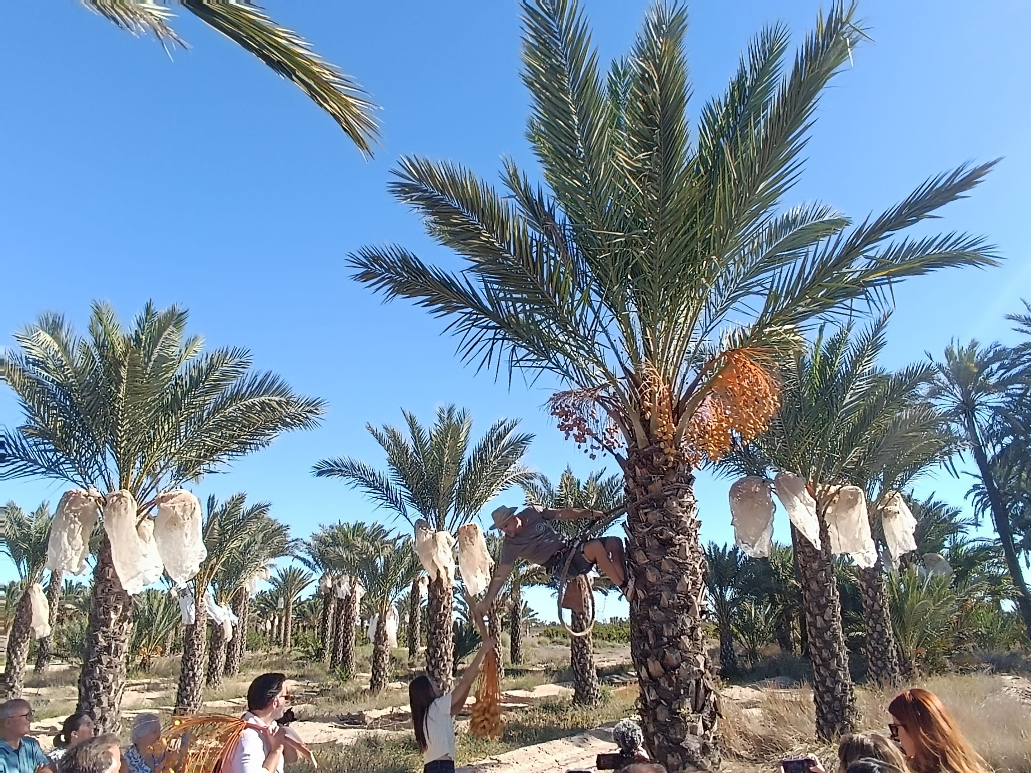 foto del corte del primer ramazo de dátiles de Elche