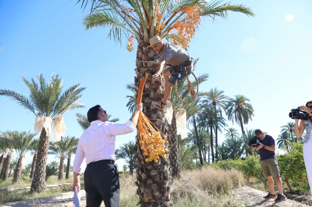 corte del datil de Elche marca de calidad