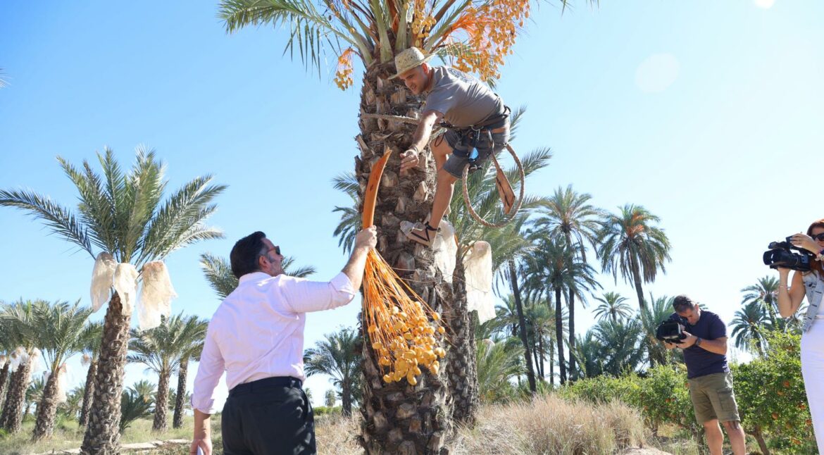 corte del datil de Elche marca de calidad