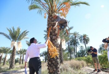 corte del datil de Elche marca de calidad