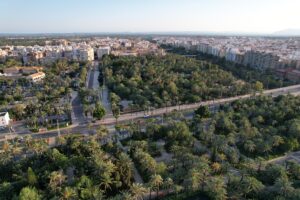 Vistas del Palmeral de Elche desde la Torre de los Vaillos