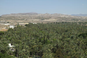 Panorámica del Palmeral de Elche desde el Campanario de la Basílica de Santa María