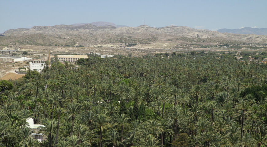 palmeral campanario 2