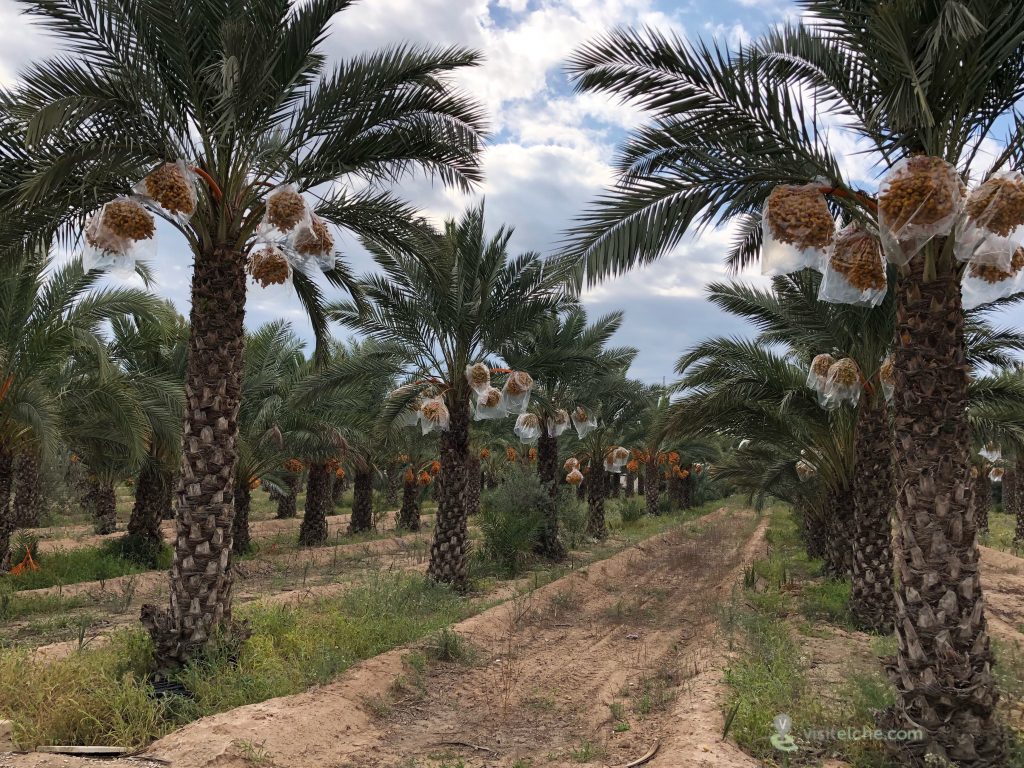 Usos De Las Palmeras Visitelche